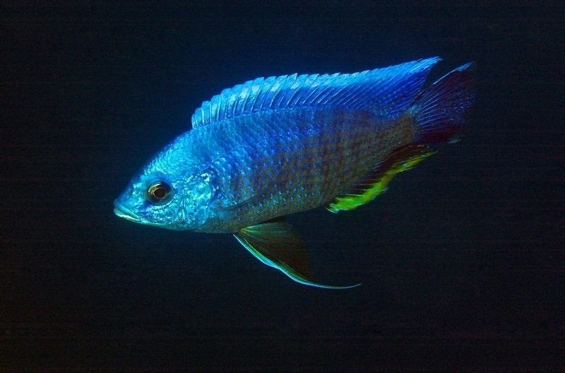 Copadichromis borleyi 'Chinyankwazi Island'